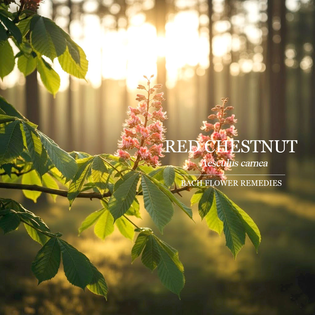 紅栗子 Red Chestnut