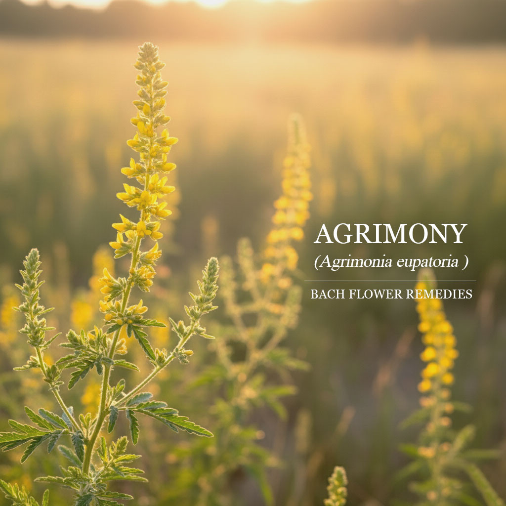 龍芽草 Agrimony